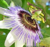 Passionflower