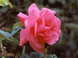 Tea-rose-pink