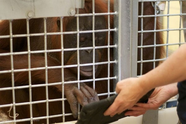 Orangutans Love iPads