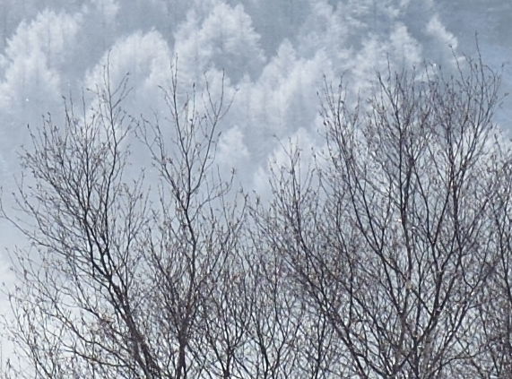 Nikon D800E Sample image Snow Trees
