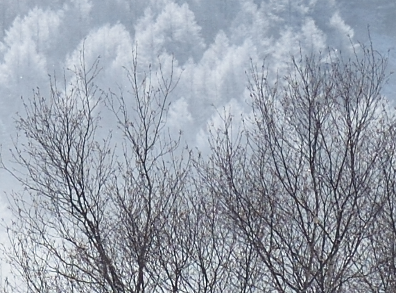 Nikon D800E Sample image Nikon D800E Sample image Snow Trees