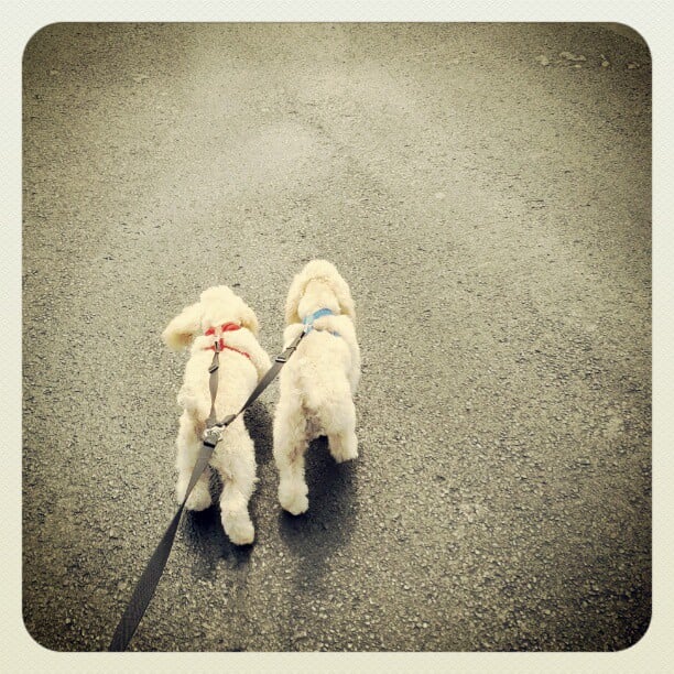 Instagram-for-Android-Mush