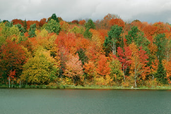autumn_leaves_scene