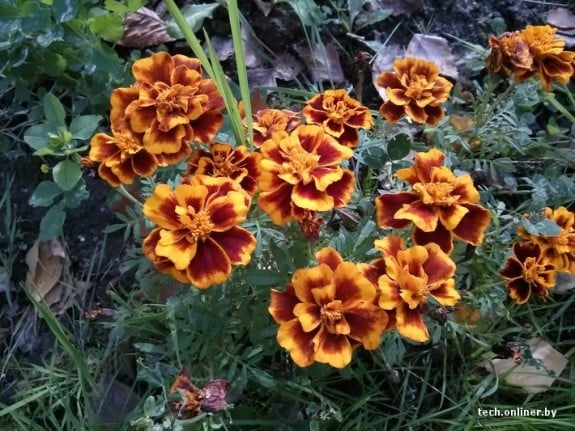 nexus4-575x431