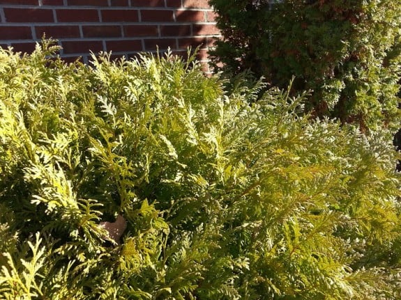 Galaxy S3 Outdoor Detail