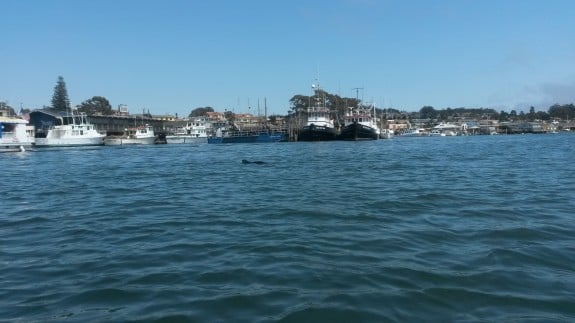 Because the screen wouldn't work when wet, and I had no way to dry the screen on the kayak, I wasn't able to activate the camera. By the time I could activate the camera, this sea otter had already passed on by and was in the distance.