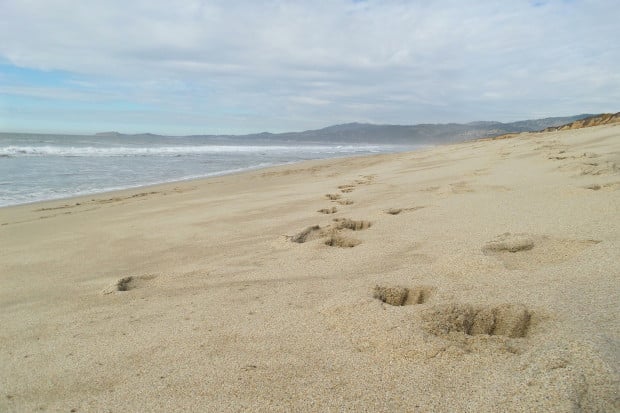 This is the typical view of a regular smartphone camera. Can you spot the sea gull on the sand in the upper right hand corner of this photo? See the next image to find out what 10X optical zoom can do.