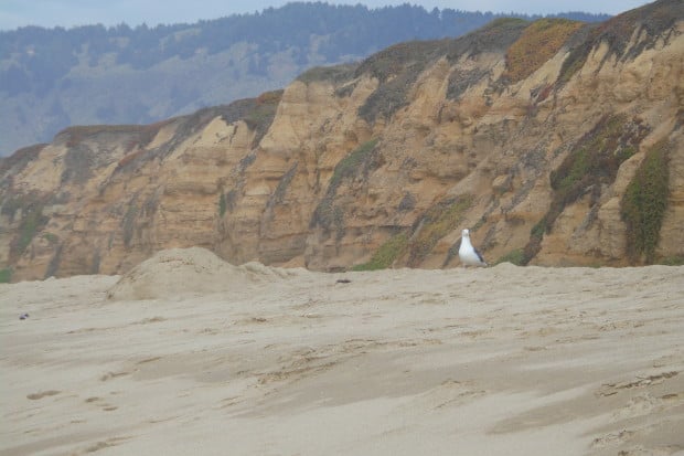 Objects through camera appear closer than they are. With 10X optical zoom, the gull is clearly visible whereas it wasn't visible in the above image. For moms and dads trying to get their kids on the baseball, football, or soccer field, the 10X telephoto lens will let you get close into the action from afar in the stands.