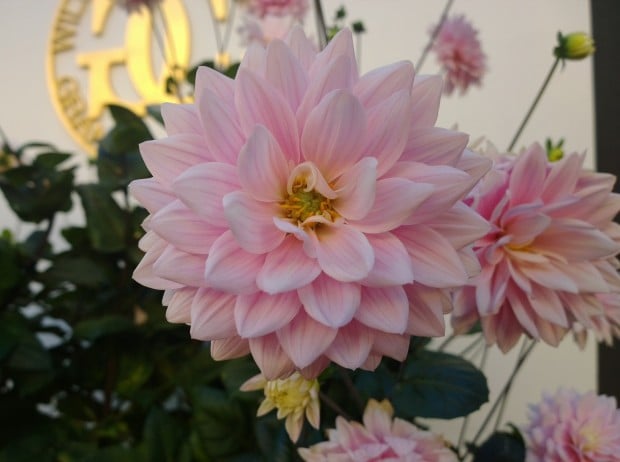 On the Lumia 1020, because of a longer distance required for focusing, I cannot get as close to the flower for this macro shot. I can use the PureView zoom on the Lumia to get closer, or crop the image after I capture it to get a field of view that's more similar to the above shot captured with the Zoom.