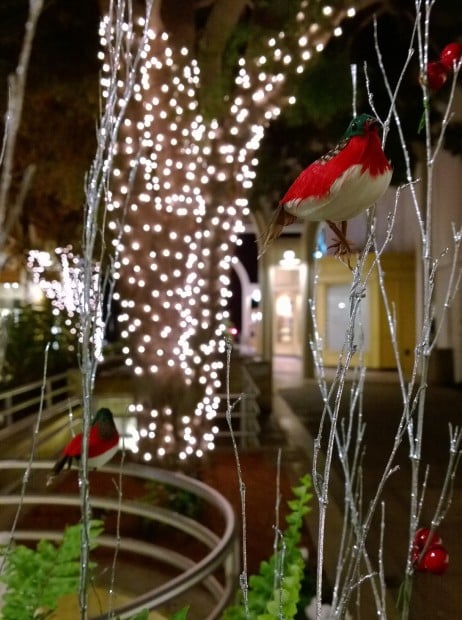 This similar shot captured with the Nokia Lumia 1020 (AT&T) exhibits less noise when blown up pixel-for-pixel. Additionally, the larger sensor size on the Lumia 1020 leads to more bokeh and more blurred background, highlighting the subject matter isolation.