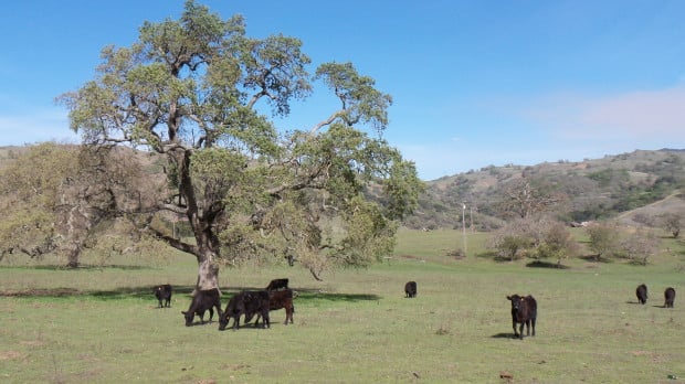 Cows at 1X zoom.