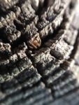 ztylus macro lens sample 5