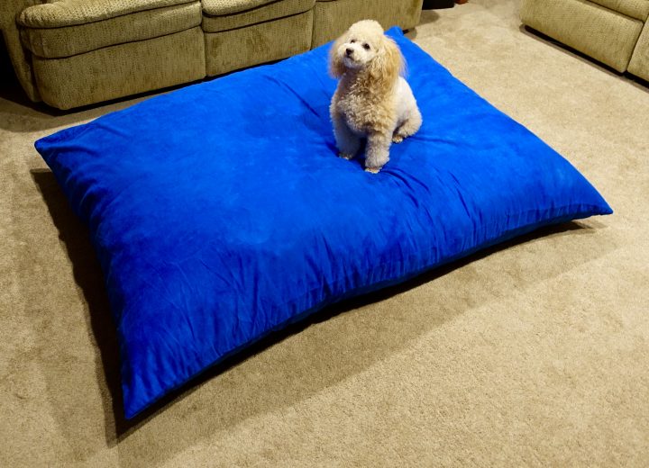 The Sumo Lounge Omni Plus is big when you lay it out. Toy Poodle for scale.