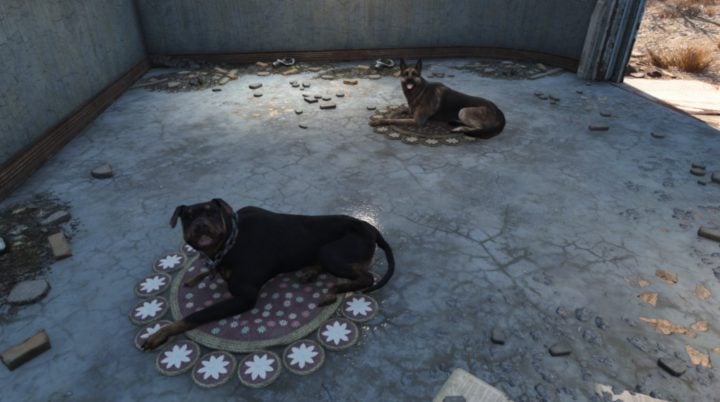 Dog Rug