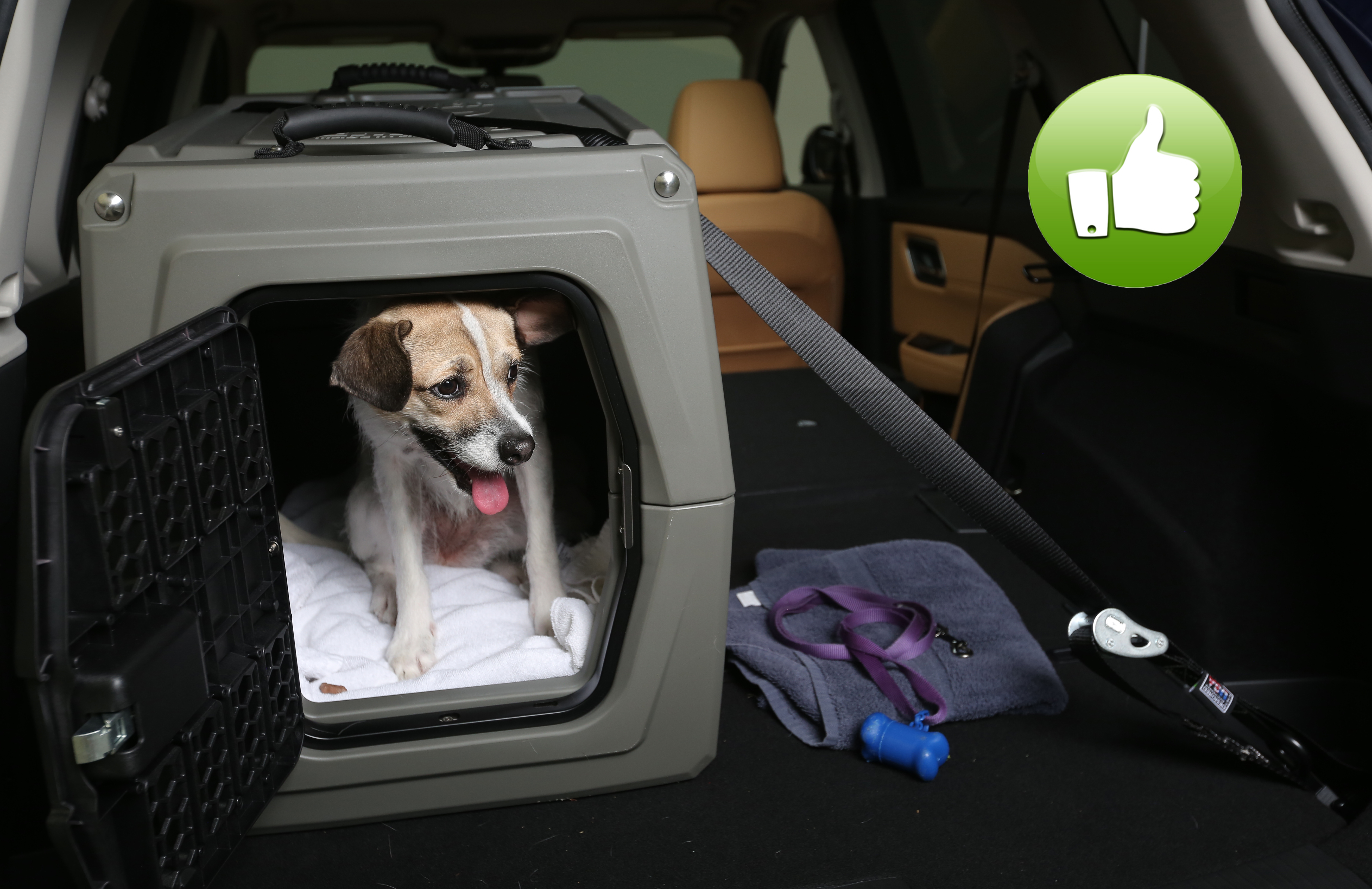 5 Tips to Keep Your Dog Safe in the Car