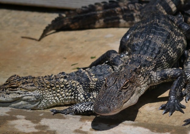 DSC_0075 (9 of 276) Aligator Farm found using Roadside app
