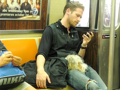 Sleepy Dog in New York Subway By Annie Mole on Flickr